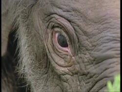 BCU Indian Elephant, Elephas maximus, calfs head, front view, Western Ghats, India Stock Footage