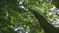 Glowing sunshine through leaves Stock Footage