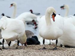 CU Swan shaking it's head with ducks and swans swimming in river / Abbotsbury, England, United Kingdom Stock Footage