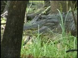 CU Alligator walking along ground through trees, Brazos Bend State Park, Texas, USA Stock Footage