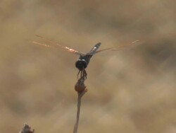 dragonfly Stock Footage
