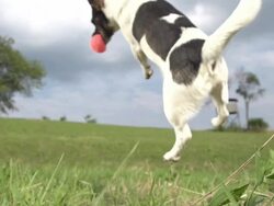 HD SUPER SLOW-MO: Dog Catching A Ball Stock Footage