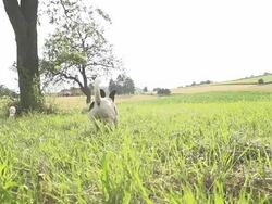 HD SUPER SLOW-MO: Dog Running In The Grass Stock Footage