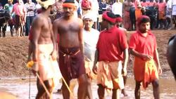 Kambala buffalo racing Karnataka, India Stock Footage