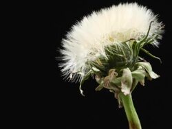 Dandelion seeds opening Stock Footage