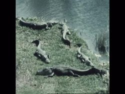 RR7118B FLORIDA: THE THIRSTY EVERGLADES News Clip