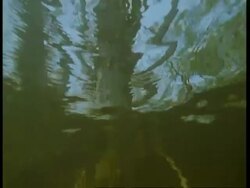 MS Flooded forest, tilt down to underwater view, South America Stock Footage