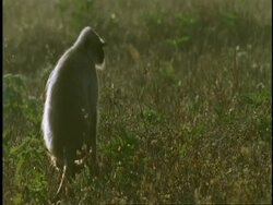 MS Hanuman Langur, Semnopithecus entellus, sitting on ground, looking around, Western Ghats, India Stock Footage