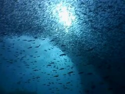 Baitfish schooling in blue water, Maldives Stock Footage