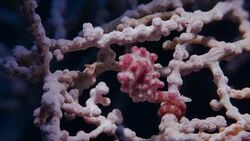 Tiny pink Bargibant Pgymy Seahorse on Gorgonian Coral (4K) Stock Footage
