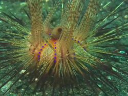 Fire urchin, walking on muck bottom, close up, Indonesia  Stock Footage