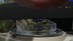 VOICED : Pot friendly Colorado debates News Clip