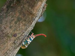 Fulgora candelaria Linnaeus Stock Footage