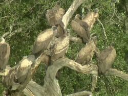 Multiple - Vultures roost in a gnarled tree in Africa / Kenya Stock Footage