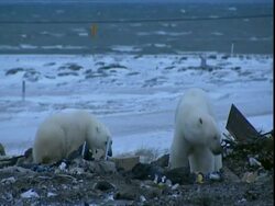 Polar bears (Ursus maritimus) scavenging on rubbish tip Stock Footage