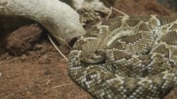 Rattlesnake in zoo enclosure News Clip