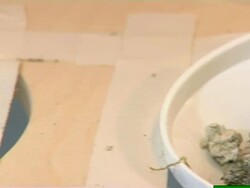 Researching moss, mites and springtail samples to research how they protect themselves from extreme UV exposure (NTSC PAL 4x3 Anamorphic; H264 MPEG4 16x9 Square) Stock Footage