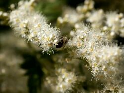 Honeybee on white Flower Stock Footage