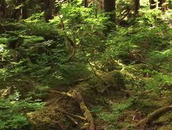 MS PAN Forest floor in rain forest  /  Washington, United States Stock Footage