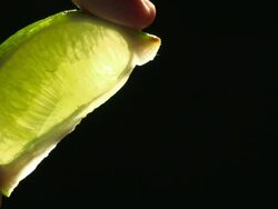  CU Lime wedge holding by two fingers being squeezed and juice droplets flying around / Los Angeles, California, United States Stock Footage