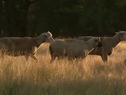 Close up of some sheep moving to screen right in the field. Stock Footage