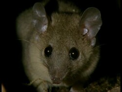 CU Grey short-tailed Opossum face, looking to camera, in burrow Stock Footage