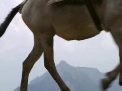 MS LA Donkeys carrying supplies through mountain / Durma, Banke District, Nepal Stock Footage