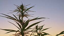 DS Hemp plants against the sky Stock Footage