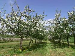 WS Shot of flowering apple trees (Malus) / Merzkirchen, Rhineland-Palatinate, Germany Stock Footage