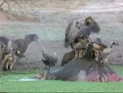 MS group of White-backed Vulture (Gyps africanus) on top of Hippo carcass in water, Spotted Hyena (Crocuta crocuta) approaches, Mana Pools, Zimbabwe Stock Footage