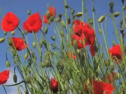 Poppy Stock Footage