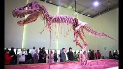 CLEAN : FILE: Nicolas Cage dinosaur skull was stolen reports News Clip