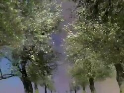 OLD PEAR TREES: CLOSE - MOVING IN. COLORFUL CLOUDS (loop) Stock Footage