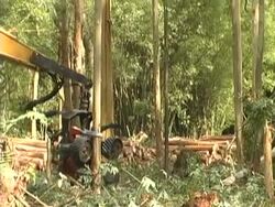 Deforestation Stock Footage