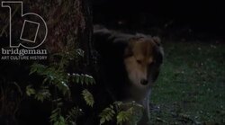 Dog beside a tree at night, 1930s - reenactment Stock Footage