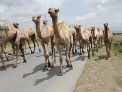 Group of camels walking in the middle of road Stock Footage