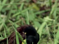 CU Male Northern Jacama preening in Palo Verde / Guanacaste, Costa Rica Stock Footage