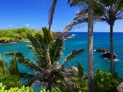 idyllic bay with palm tree and blue ocean, maui, hawaii Stock Footage