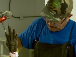 Market For Alligator Meat Booms In Florida Stock Footage