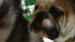 Dog lovers send their pups to preschool News Clip