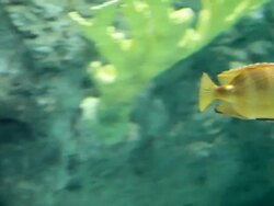 Swimming perch Stock Footage