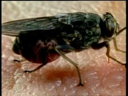 CU Tsetse fly sucks blood from human skin, abdomen swells visibly Stock Footage