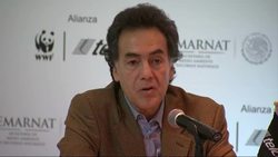 World Wildlife Fund says there's a slight recovery in the migratory population of the Monarch butterfly News Clip