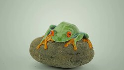 Red Eye Tree Frog Stock Footage