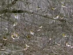 MS TD American Goldfinches perching on branch during snowstorm / Tweed, Ontario, Canada Stock Footage