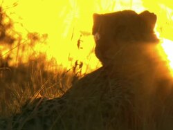 MS Shot of cheetah lying down observing surroundings silhouetting against setting sun / Okavango Delta, North-West District, Botswana Stock Footage