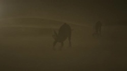 Dinosaurs try to survive a sandstorm in a computer generated animation. Stock Footage