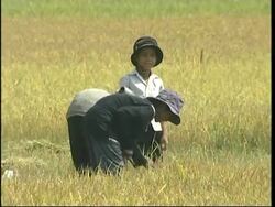 Conservationists urge locals to save Cambodia's rarest bird News Clip