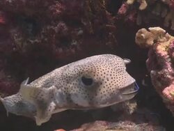 Puffer fish in cleaning station, South Ari Atoll, The Maldives Stock Footage