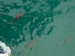 Dolphins and ship Stock Footage